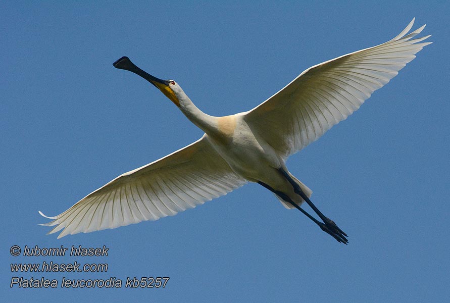 Skestork Platalea leucorodia