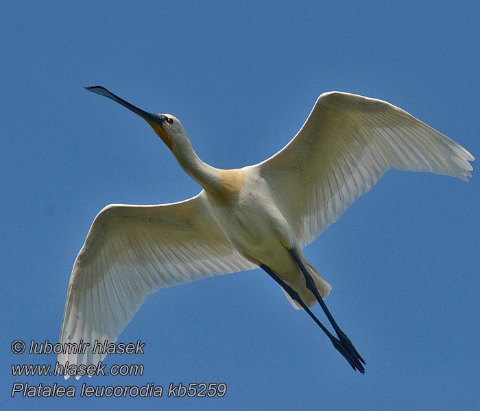 Kapustahaikara eurasian Platalea leucorodia