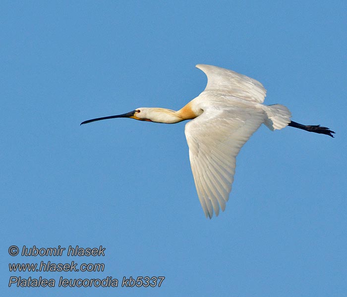 Spatule blanche Platalea leucorodia