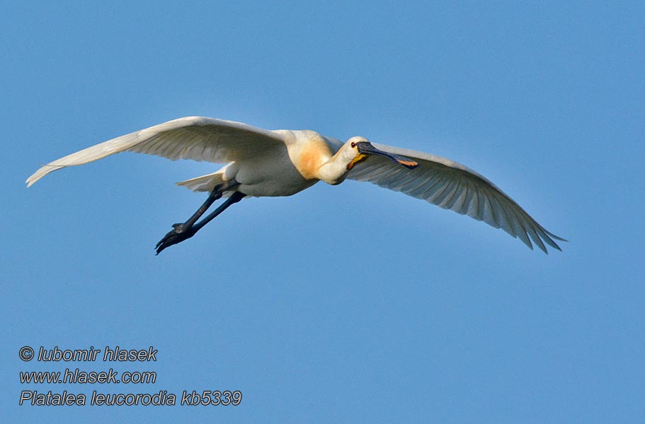 Lepelaar Platalea leucorodia