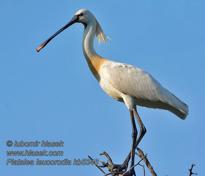 Kanalasgém Platalea leucorodia