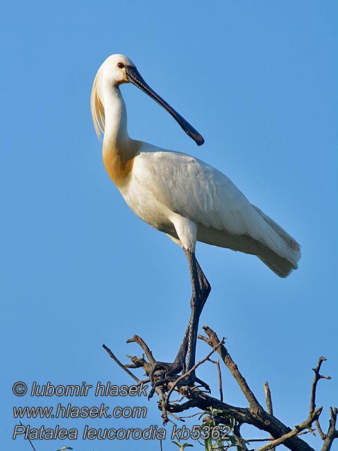 Löffler Platalea leucorodia