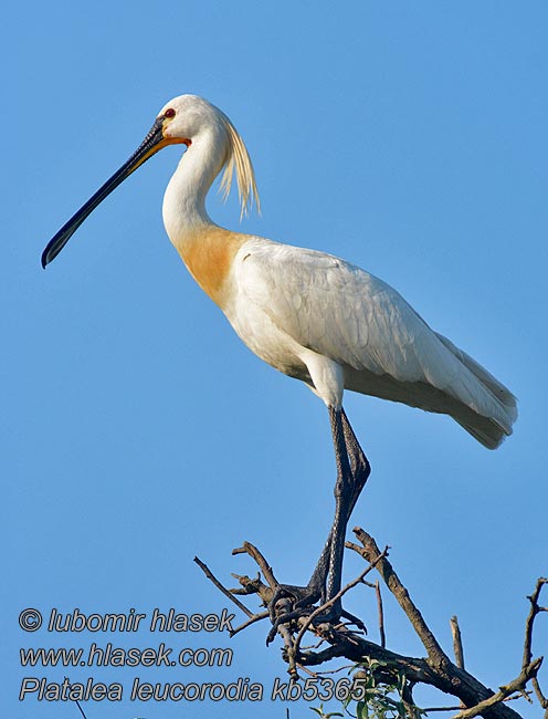 Warzęcha Platalea leucorodia