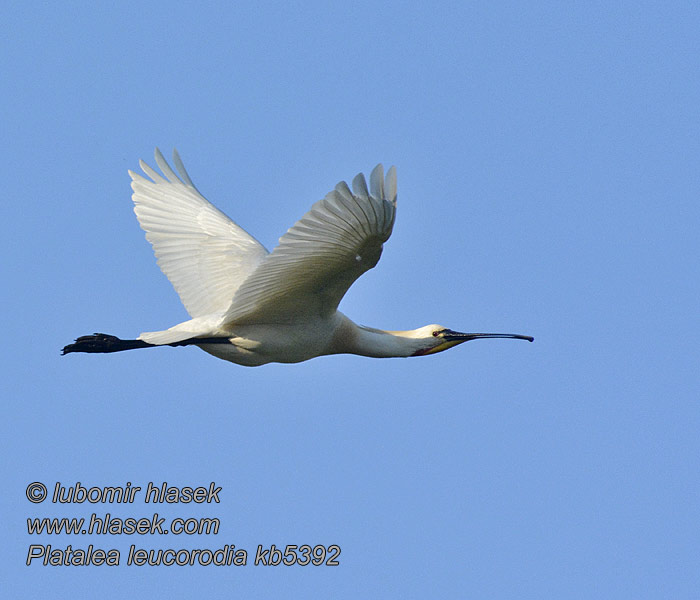 Platalea leucorodia