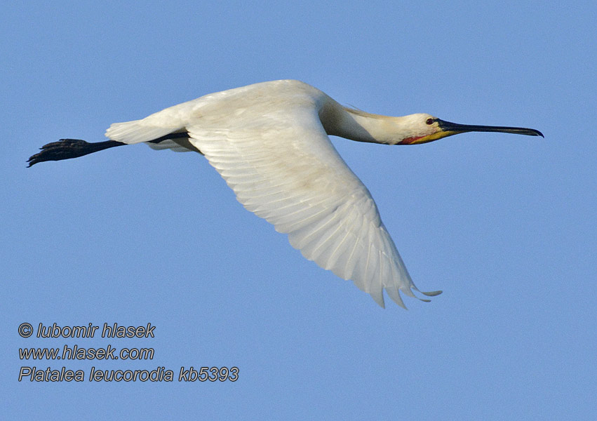 Platalea leucorodia