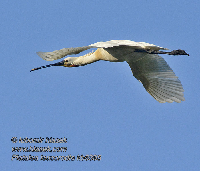 Platalea leucorodia