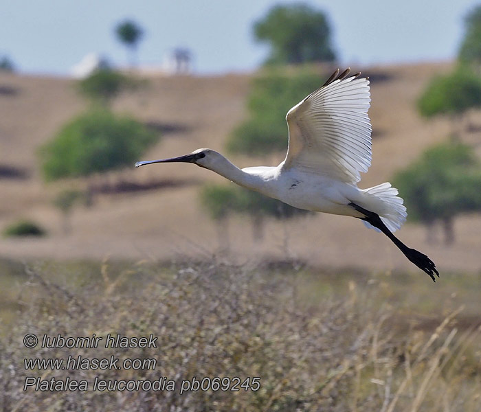 Platalea leucorodia