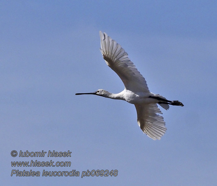 Platalea leucorodia