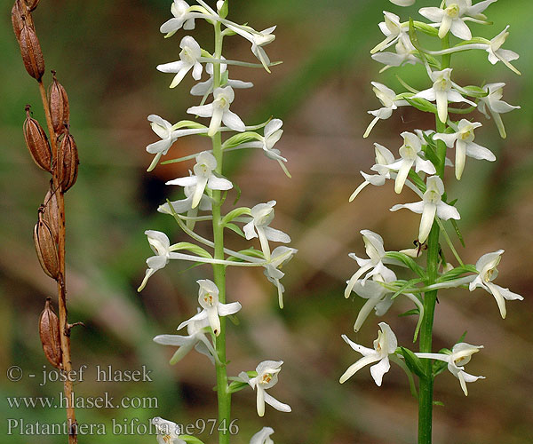 Platanthera bifolia Platanthère deux feuilles Fehér sarkvirág