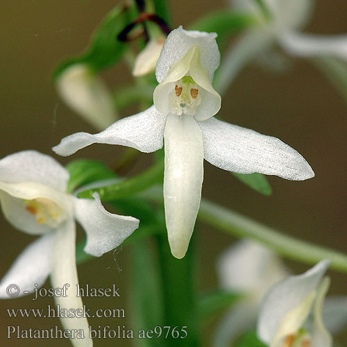 Platanthera bifolia Podkolan biały Nattviol