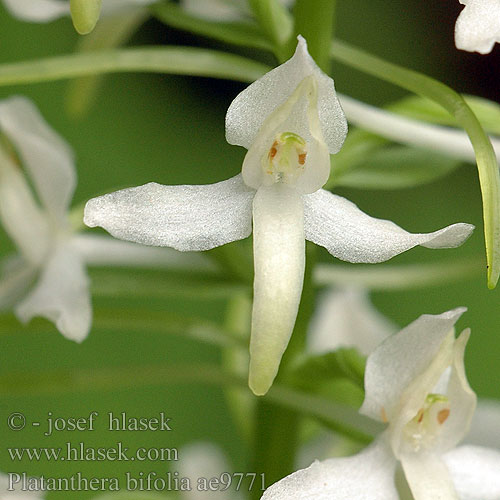 Platanthera bifolia Vemeník dvoulistý Любка дволиста двулистная