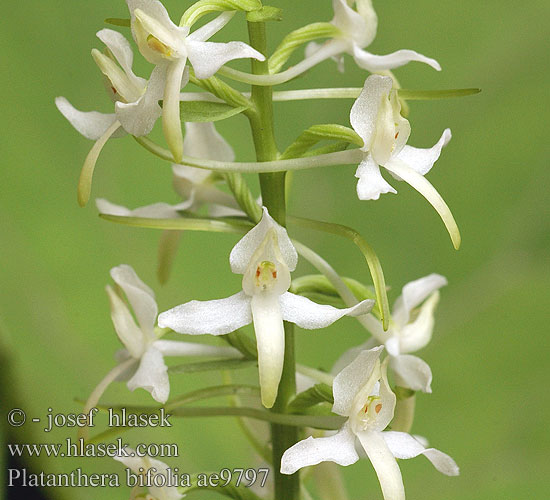 Platanthera bifolia Lesser Butterfly Orchid Valkolehdokki