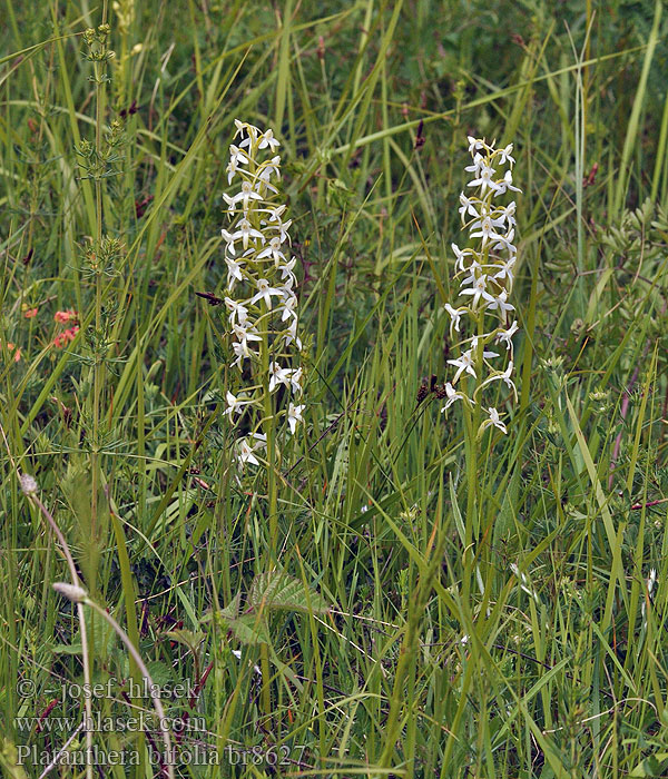 Platanthera bifolia Lesser Butterfly Orchid Podkolan biały