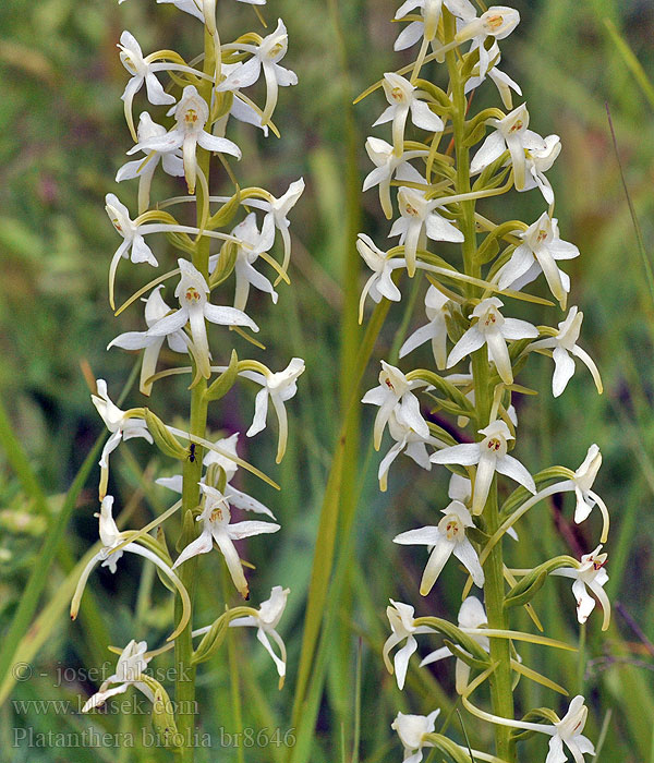 Platanthera bifolia Kétlevelű Fehér sarkvirág Vemenník dvojlistý