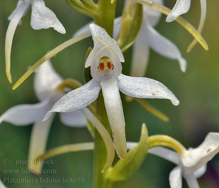 Platanthera bifolia Weiße Zweiblättrige Waldhyazinthe