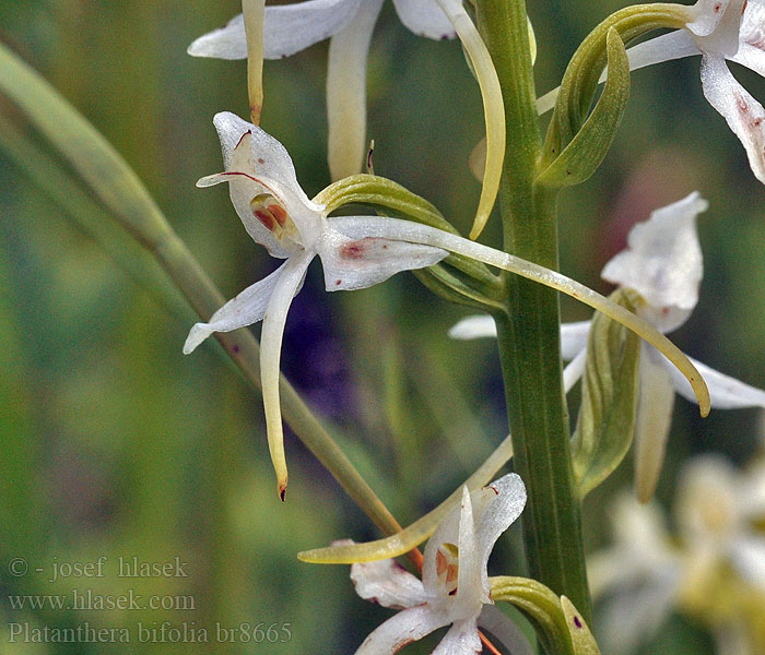 Platanthera bifolia Vemeník dvoulistý