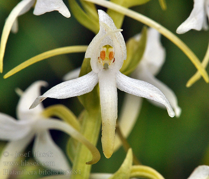 Platanthera bifolia Любка дволиста двулистная Dvolistni vimenja