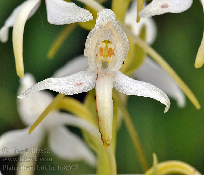 Platanthera bifolia Lesser Butterfly Orchid Vemeník dvoulistý