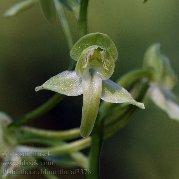 Platanthera chlorantha Vemeník zelenavý Grünliche Waldhyazinthe