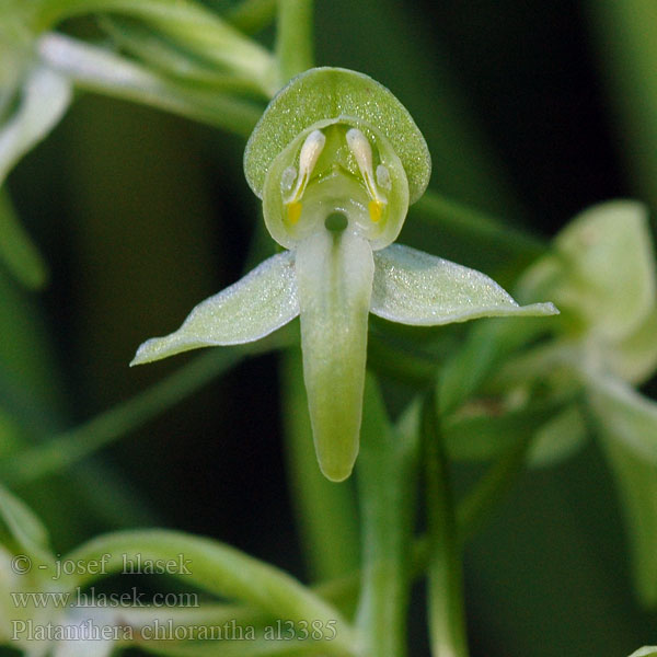 Greater Butterfly-orchid Podkolan zielonawy