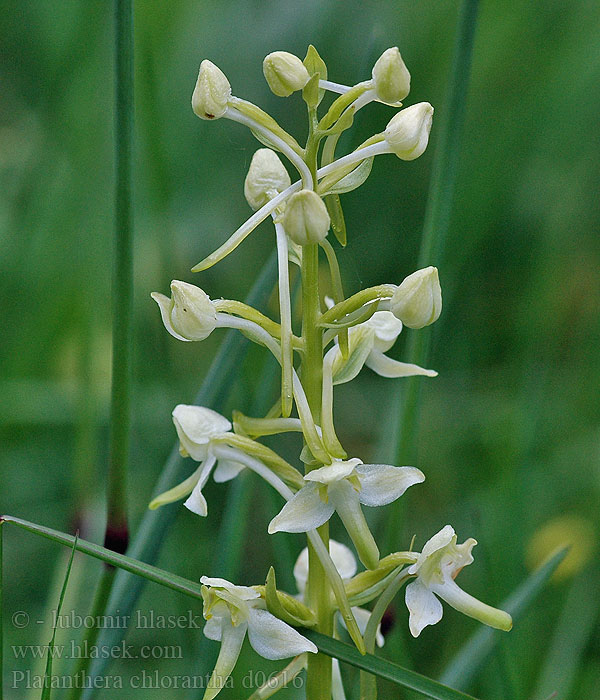 Platanthère fleurs vertes Skov Gøgelilje Vemenník zelenkastý