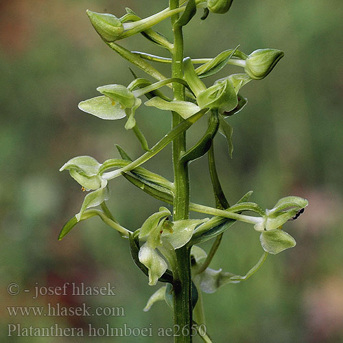 Platanthera holmboei Holmboe's Butterfly Orchid