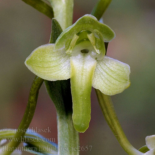 Holmboes Waldhyazinthe Holmboe-sarkvirág Platanthera holmboei