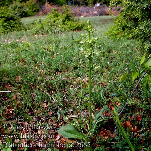 Platanthera holmboei Holmboe's Butterfly Orchid