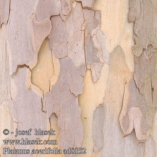 Platanus acerifolia ad8152