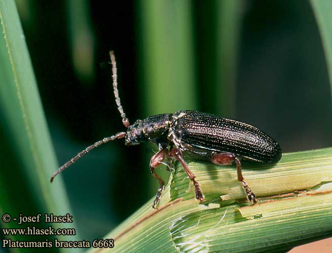 Plateumaris braccata 6668