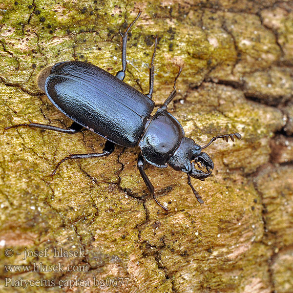 Platycerus caprea Große Rehschröter Zakliniec wiosenny Рогачик ивовый