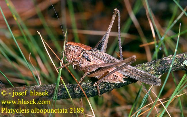 Platycleis albopunctata Grey Bush Cricket Westliche Beißschrecke