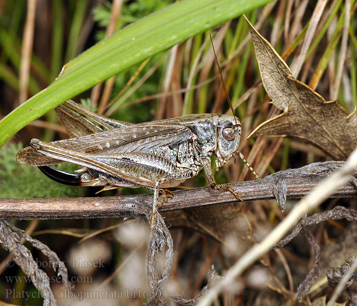 Platycleis albopunctata Kobylka sivastá Sandgræshoppe