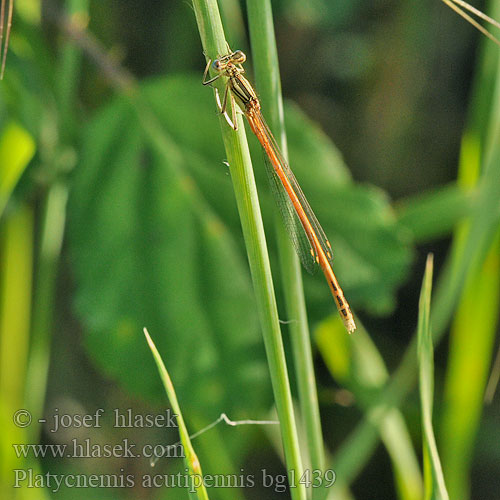 Platycnemis acutipennis Rote Federlibelle Oranje breedscheenjuffer Orange White-legged Damselfly