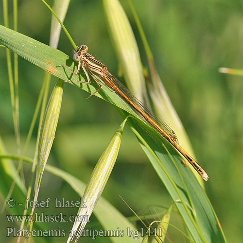 Oranje breedscheenjuffer Orange White-legged Damselfly Platycnemis acutipennis Rote Federlibelle