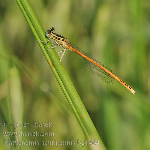 Rote Federlibelle Oranje breedscheenjuffer Orange White-legged Damselfly Platycnemis acutipennis