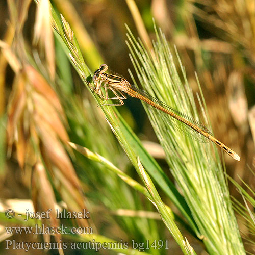 Orange White-legged Damselfly Platycnemis acutipennis Rote Federlibelle Oranje breedscheenjuffer