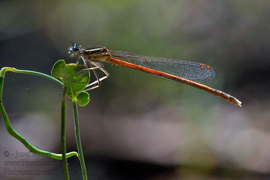 Platycnemis acutipennis