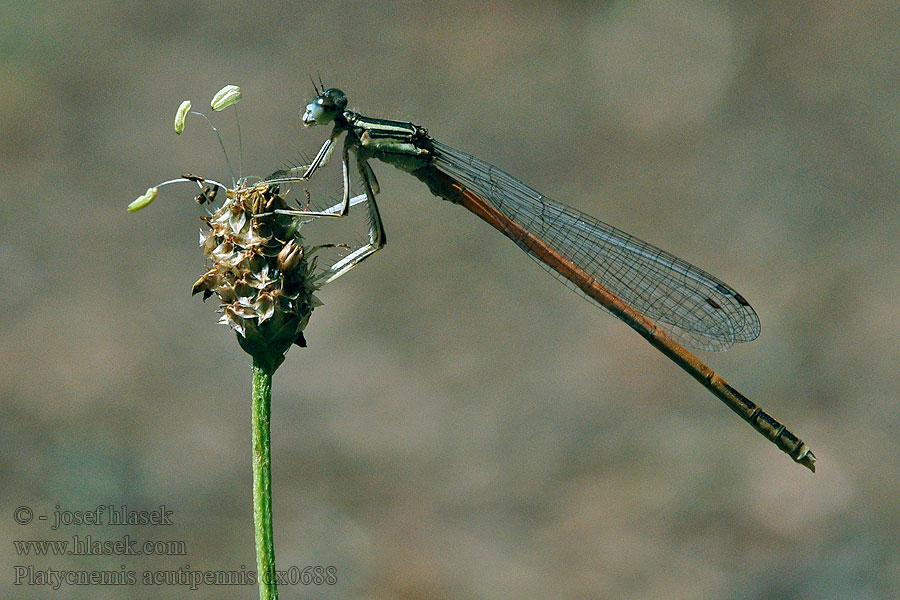 Platycnemis acutipennis