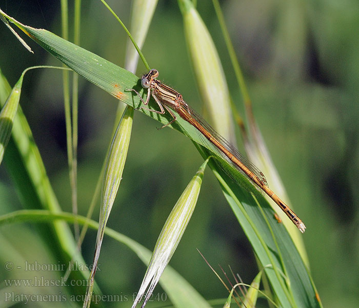 Platycnemis acutipennis Orange White-legged Damselfly Rote Federlibelle Oranje breedscheenjuffer