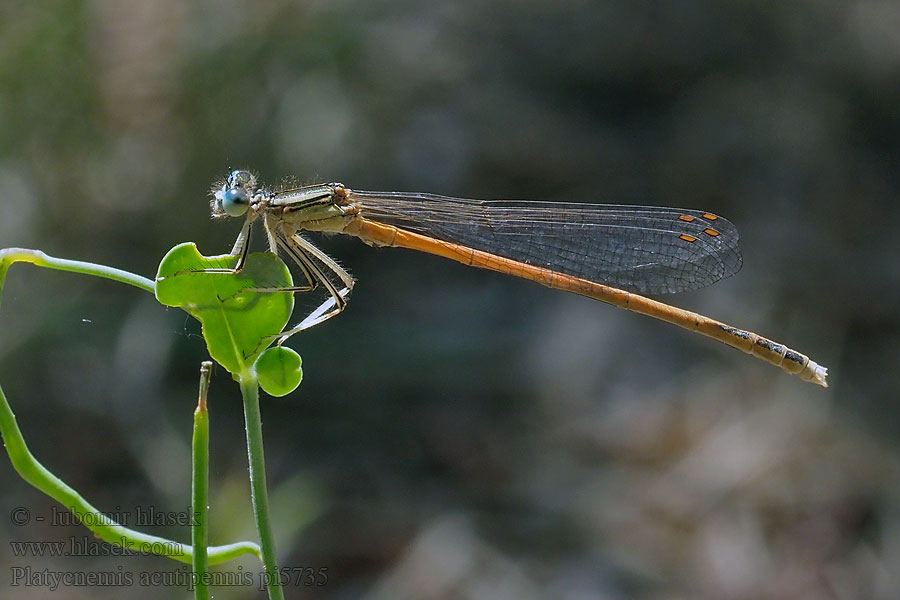 Platycnemis acutipennis