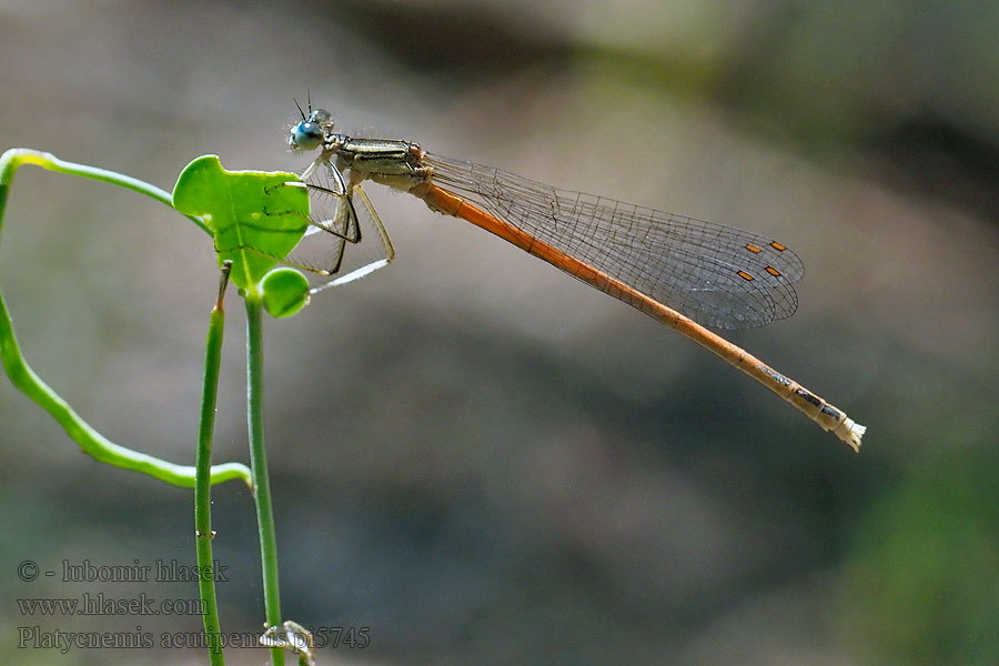 Platycnemis acutipennis