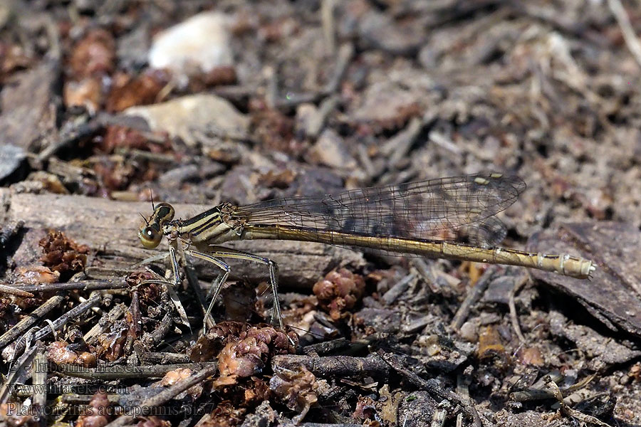 Orange White-legged Damselfly Platycnemis acutipennis