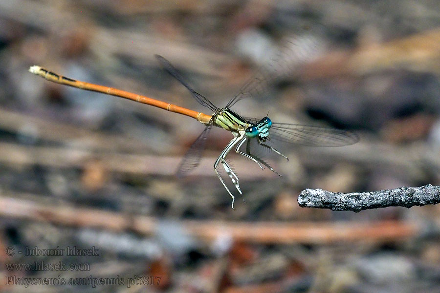 Platycnemis acutipennis Rote Federlibelle Oranje breedscheenjuffer Orange White-legged Damselfly