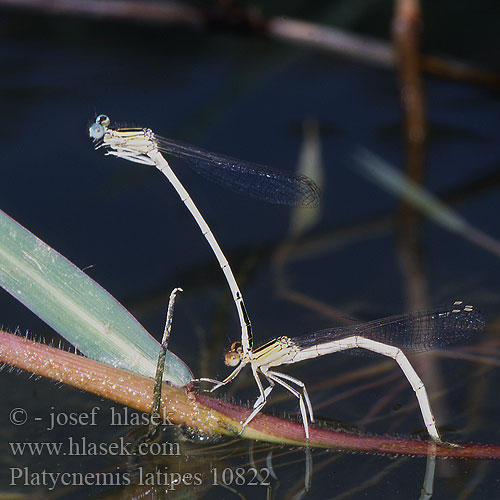 Platycnemis latipes Weiße Federlibelle Agrion blanchâtre Pale White-legged Damselflies Ivory Damselfly Patiblanco haciendo pino Witte breedscheenjuffer