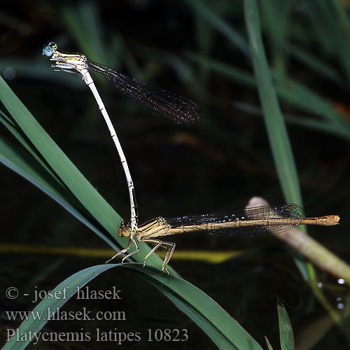 Platycnemis latipes Weiße Federlibelle Agrion blanchâtre Pale White-legged Damselflies Ivory Damselfly Patiblanco haciendo pino Witte breedscheenjuffer