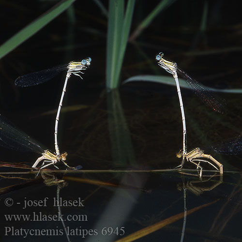 Platycnemis latipes Patiblanco haciendo pino Witte breedscheenjuffer Weiße Federlibelle Agrion blanchâtre Pale White-legged Damselflies Ivory Damselfly