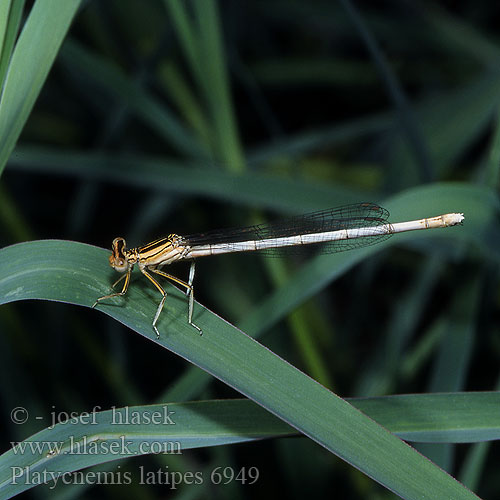 Platycnemis latipes Agrion blanchâtre Pale White-legged Damselflies Ivory Damselfly Patiblanco haciendo pino Witte breedscheenjuffer Weiße Federlibelle