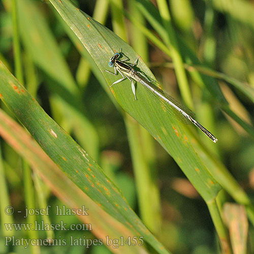 Pale White-legged Damselflies Ivory Damselfly Patiblanco haciendo pino Witte breedscheenjuffer Weiße Federlibelle Platycnemis latipes Agrion blanchâtre