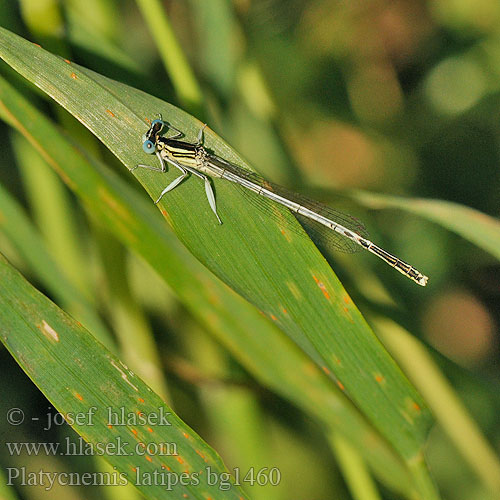 Patiblanco haciendo pino Witte breedscheenjuffer Weiße Federlibelle Platycnemis latipes Agrion blanchâtre Pale White-legged Damselflies Ivory Damselfly